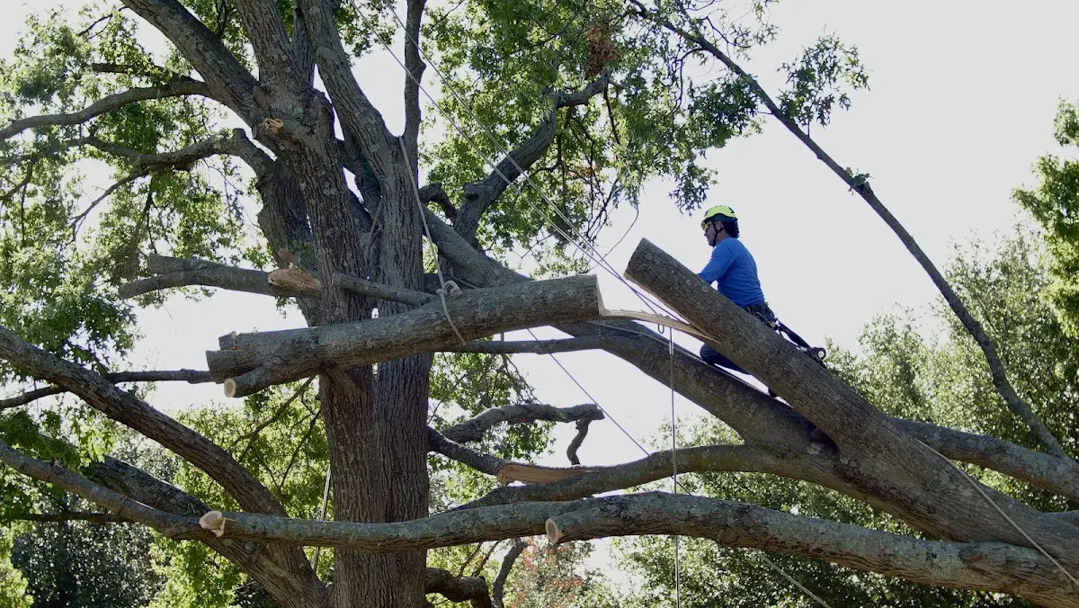 Professional Hazardous Tree Removal performed by certified arborists in North Falmouth