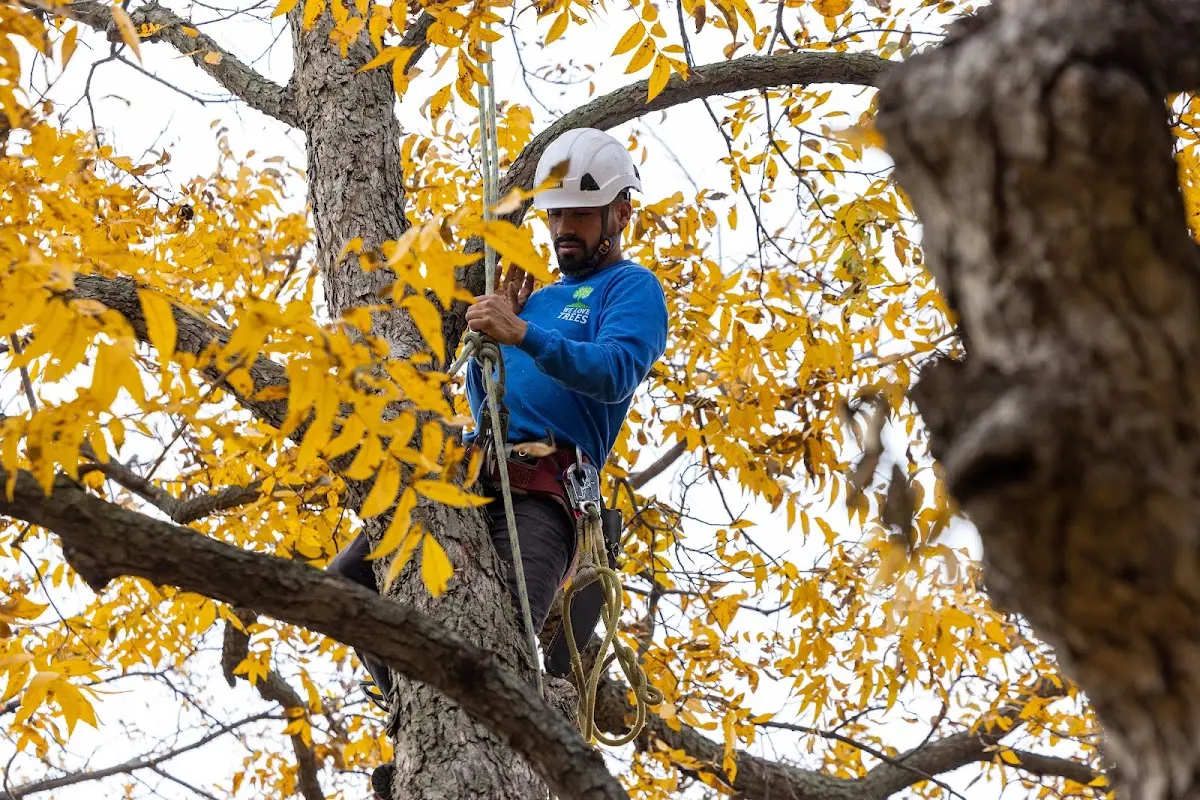 Skilled Tree Pruning crew working in North Falmouth